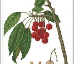 Prunus avium - черешня