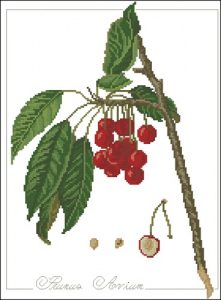 Prunus avium - черешня
