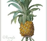Botanical Ananas (ананас)
