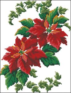 The First Poinsettia