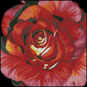Spanish rose