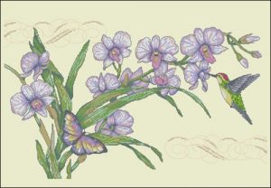Orchids & Hummingbird