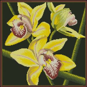 Beautiful yellow orchids spring nature frame