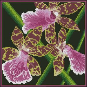Орхидеи Зигопеталум