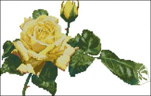 Цветок желтой розы