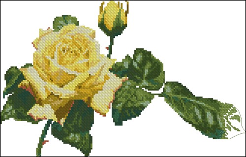 Цветок желтой розы