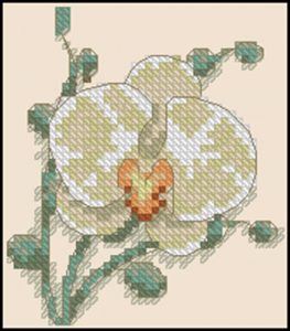 73109 - White Orchid