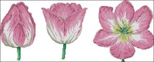 Trio of Pink Tulip