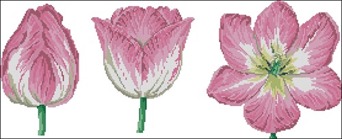 Trio of Pink Tulip