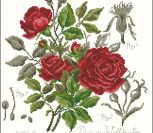 Розы 2 (Пьер де Ронсард)