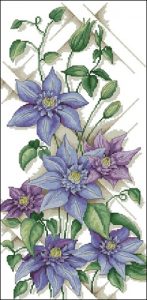 Clematis Multi Blue