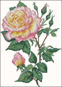 Fragrant Rose