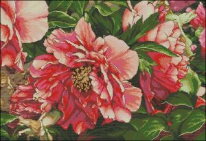 Coral Peonies