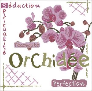 Orchidee