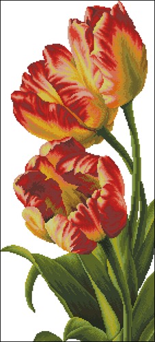 Тюльпаны (Tulips)
