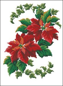 Poinsettia