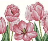 Чудные розовые тюльпаны
