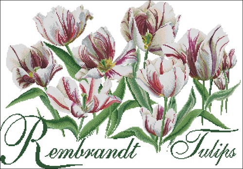 Rembrand Tulips