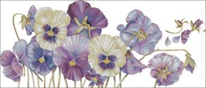 Purple pansy