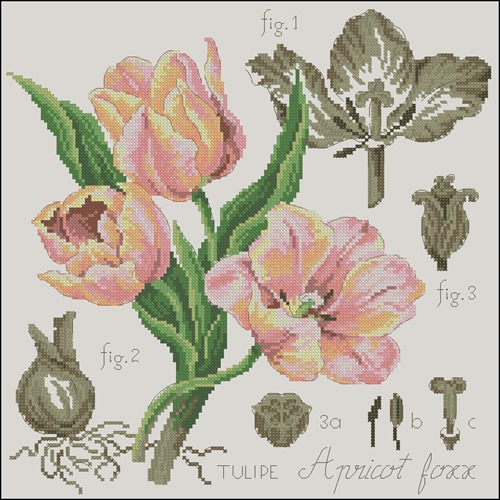 Etude a la Tulipe Aprikot Foxx