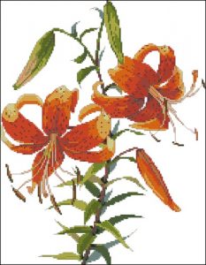 Tiger Lily