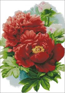 Red peonies