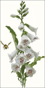 White Foxgloves