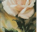 Живая белая роза
