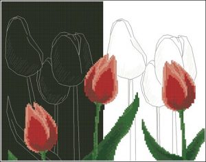 Тюльпаны отражение