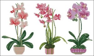 Три орхидеи