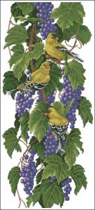 Vineyard Goldfinches