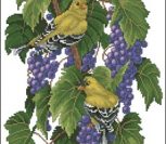Vineyard Goldfinches