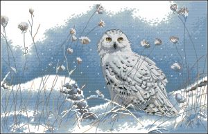Northwind Owl
