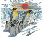 Пингвины и закат