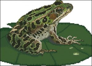 Leopard Frog