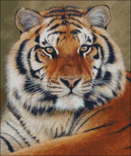Красавец Тигр