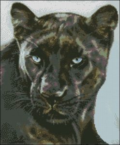 Black Leopard