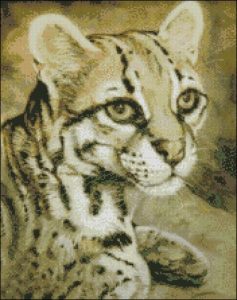 Ocelot