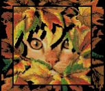 Осенний кот в рамочке
