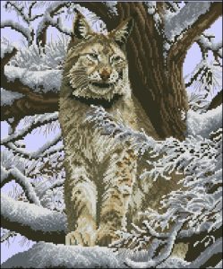 Siberian Lynx