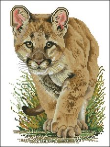 Mountain Lion