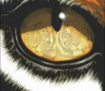 Глаз тигра