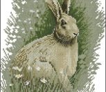 Brown Hare (заяц-русак)