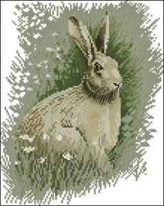 Brown Hare (заяц-русак)