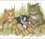 3 котика