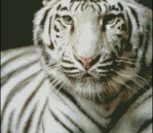 White Tiger on black