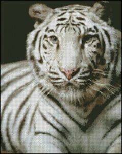 White Tiger