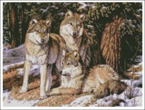 Wolves in Snow