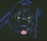 Black panther in the night