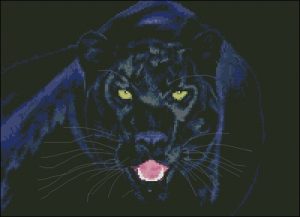 Black panther in the night